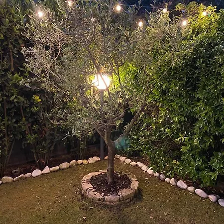 L'olivo *
